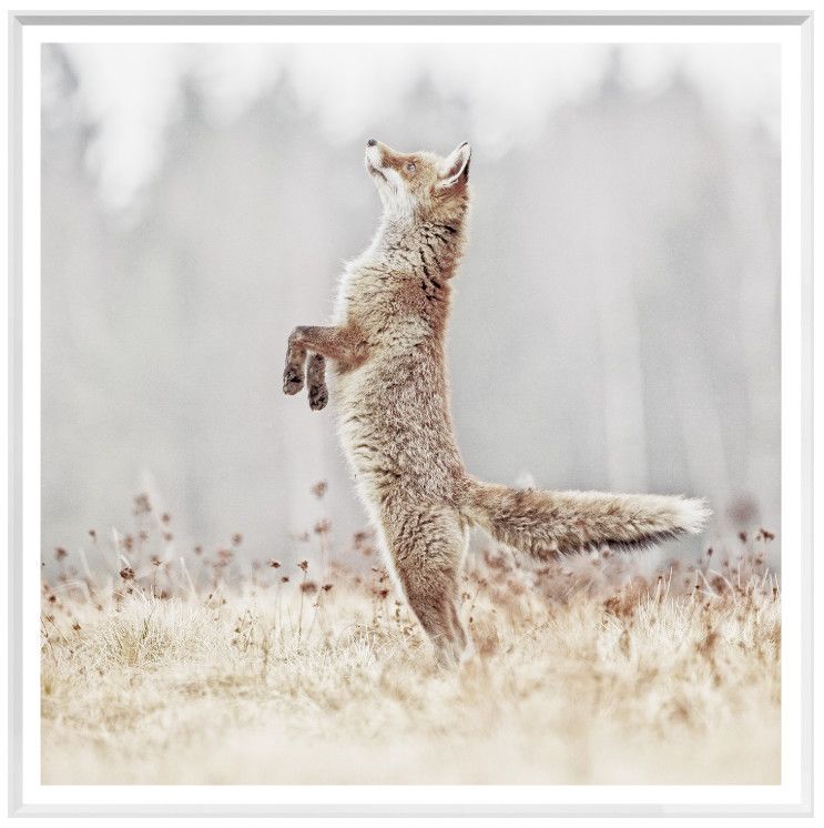 Art - Fox on Alert (Large)