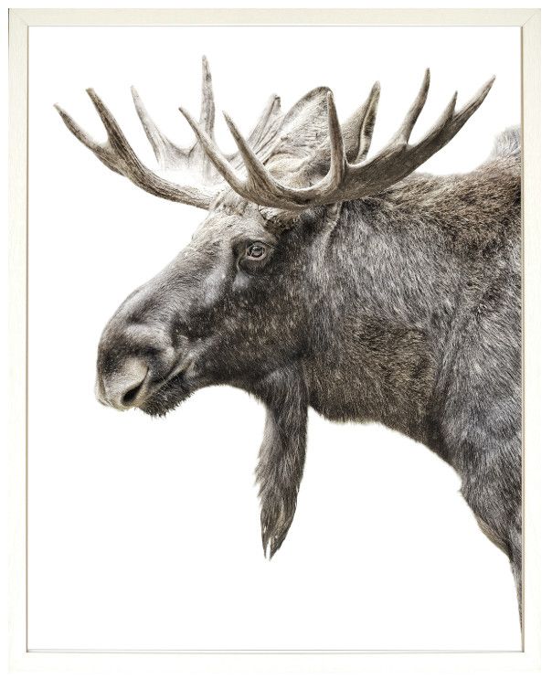 Art - Algonquin Moose, Size: Large