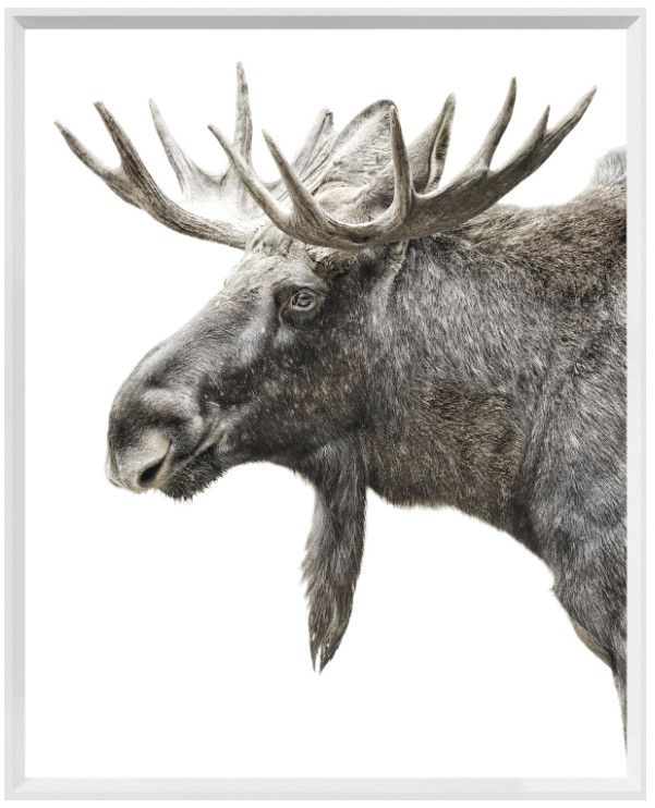 Art - Algonquin Moose, Size: Mini