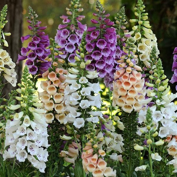 Foxglove &#39;Digitalis Dalmation Mix&#39; 2 gal GS