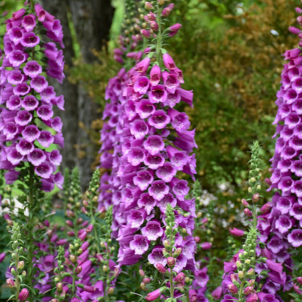 Foxglove &#39;Digitalis Dalmation Purple&#39; 1 gal