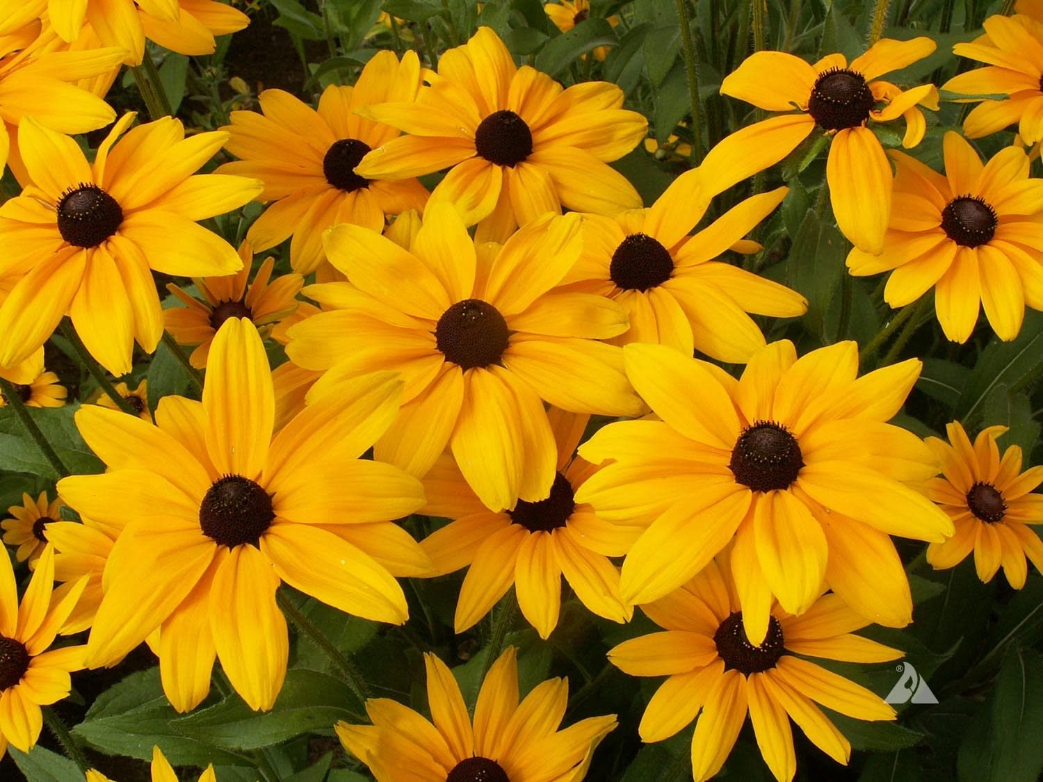 Black-Eyed Susan - Rudbeckia Indian Summer 2 gal GS