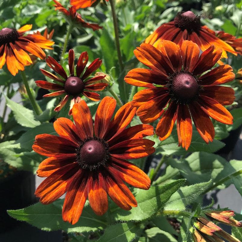 Black-Eyed Susan - Rudbeckia Autumn Colours 4"