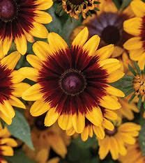 Black-Eyed Susan - Rudbeckia Pawnee Spirit 2 gal GS