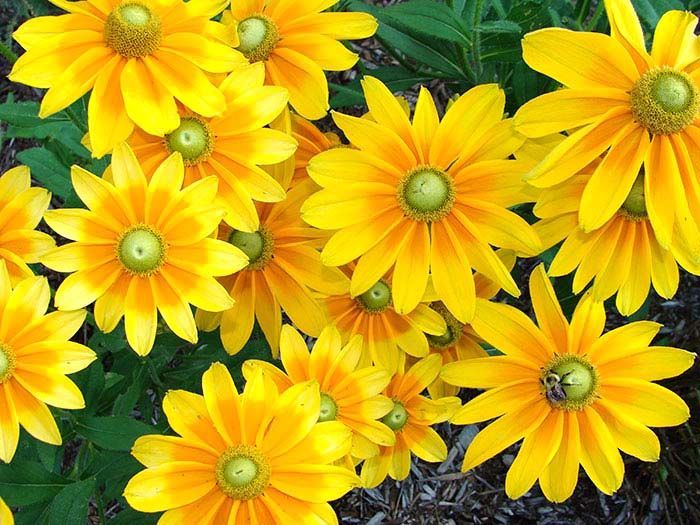 Black-Eyed Susan - Rudbeckia Prairie Sun 2 gal GS
