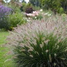 Dwarf Fountain Grass &#39;Pennisetum Hameln&#39; 1 gal