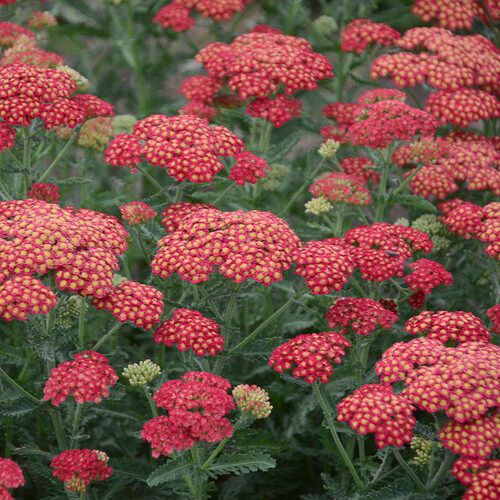 Yarrow &#39;Firefly Red Pop&#39; 8&quot; PW
