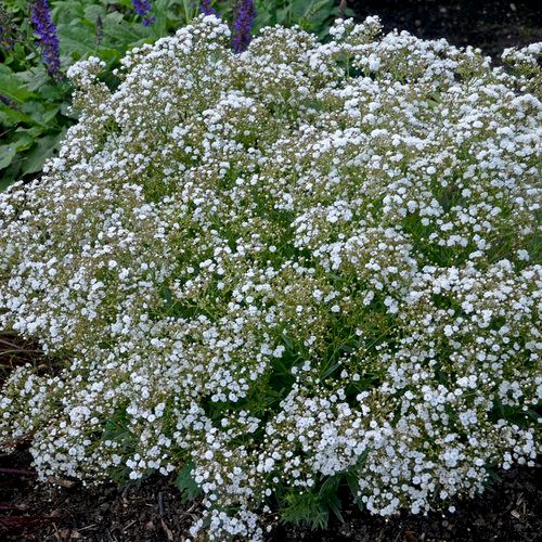 Baby&#39;s Breath &#39;Gypsophila Festival Star&#39; 8&quot; PW