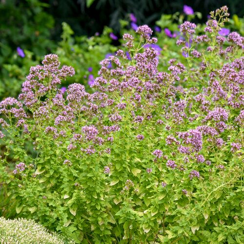 Origanum &#39;Drops of Jupiter&#39; Ornamental Oregano 1 gal PW
