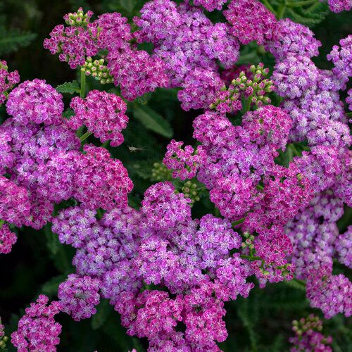 Yarrow &#39;Firefly Fuchsia&#39; 8&quot; PW