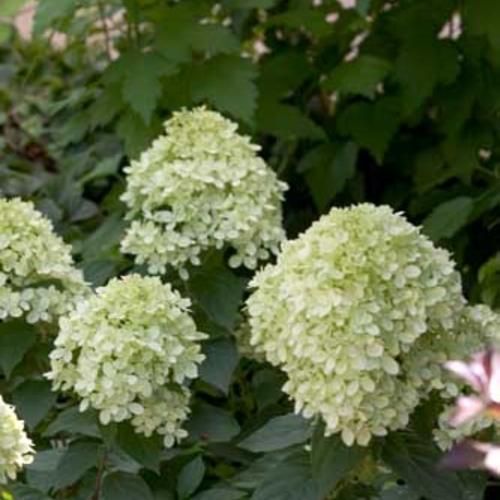 Hydrangea &#39;Little Lime&#39;, Size: 5 gal PW