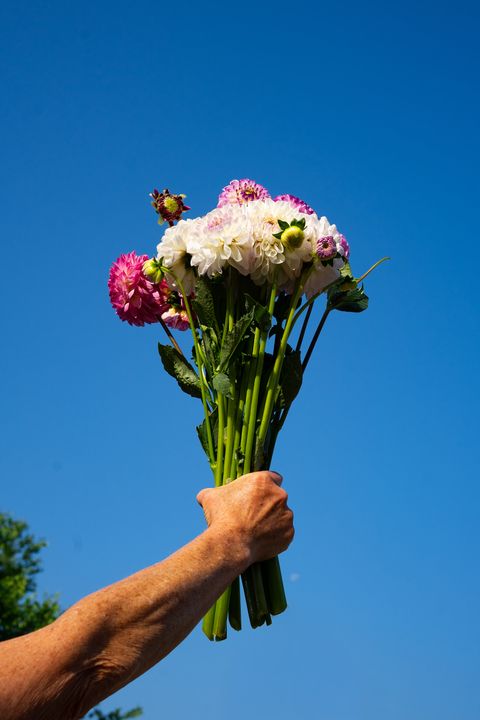 Dahlia bunch (5 stems)