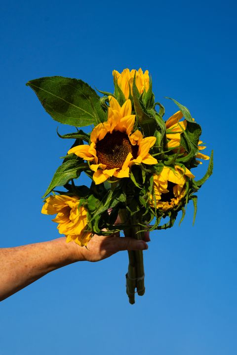 Sunflower bunch (5 stems)