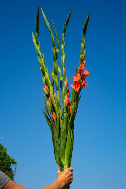 Gladiolus bunch (7 stems)