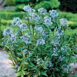 Amsonia salicifolia &#39;Willow Leaf Bluestar&#39; 1 gal (native)