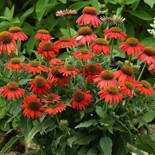 Cone Flower &#39;Echinacea Artisan Red Ombre&#39; 2 gal GS