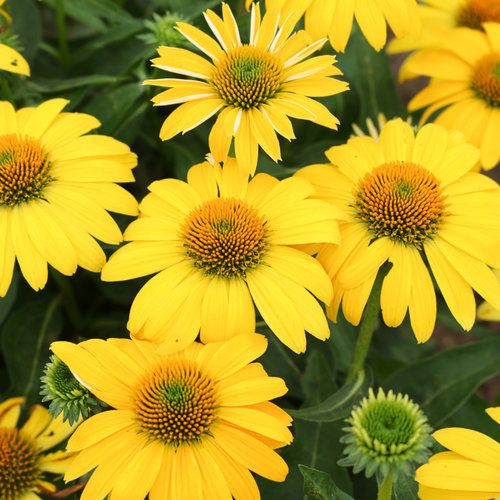 Cone Flower 'Echinacea Sombrero Lemon Yellow' 1 gal