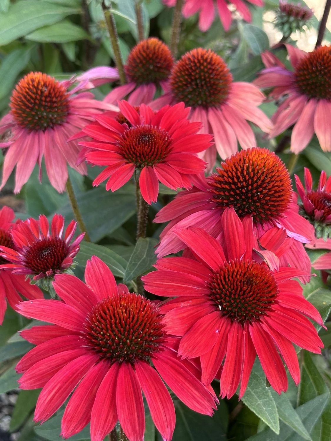 Cone Flower &#39;Echinacea Sunmagic Vintage Red&#39; 1 gal