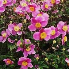 Anemone &#39;Lucky Charm&#39; Japanese Windflower 2 gal
