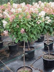 Hydrangea Standard &#39;Quick Fire&#39; 12 gal PW