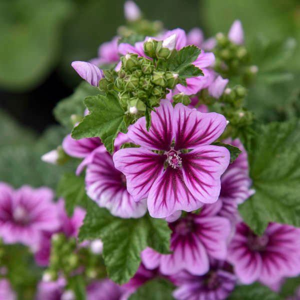 Malva Zebrina 1 gal
