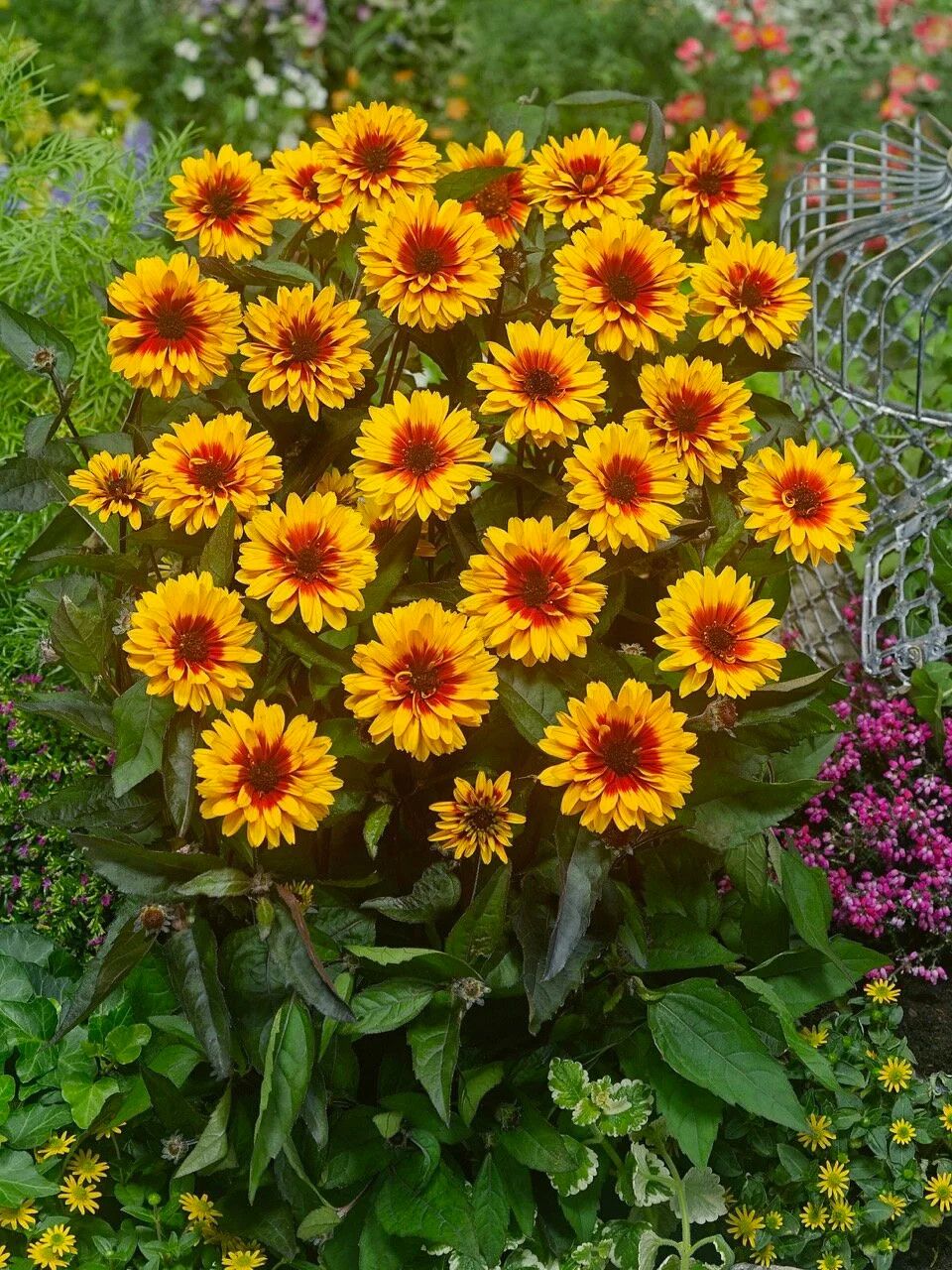 Heliopsis &#39;Funky Spinner&#39; 2 gal GS