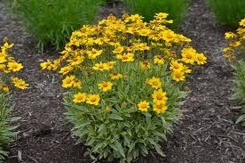 Coreopsis 'Tequila Sunrise' 1 gal
