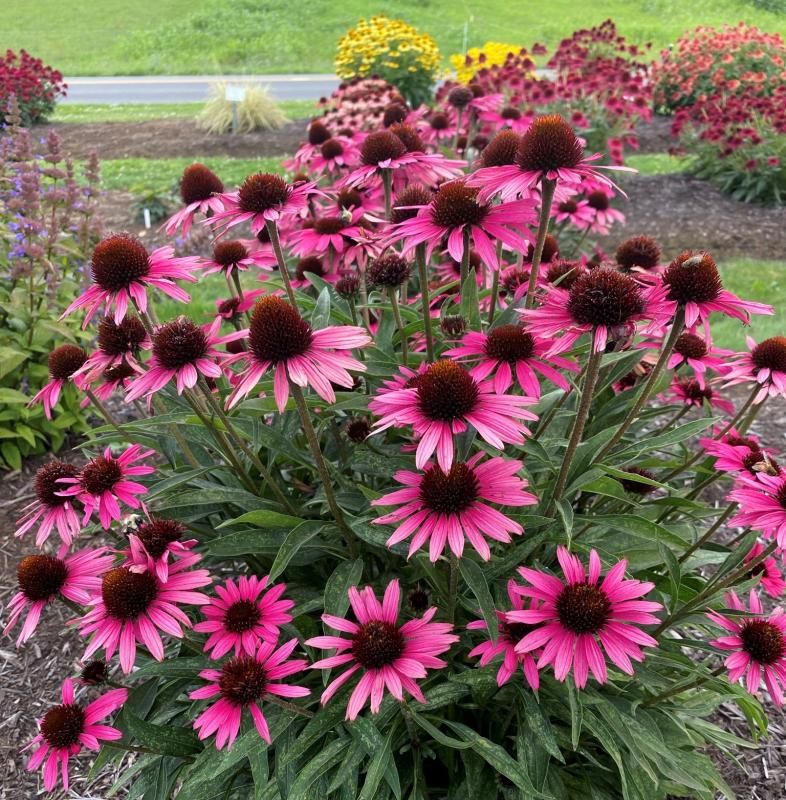 Cone Flower 'Echinacea Dark Shadows Wicked' 1 gal