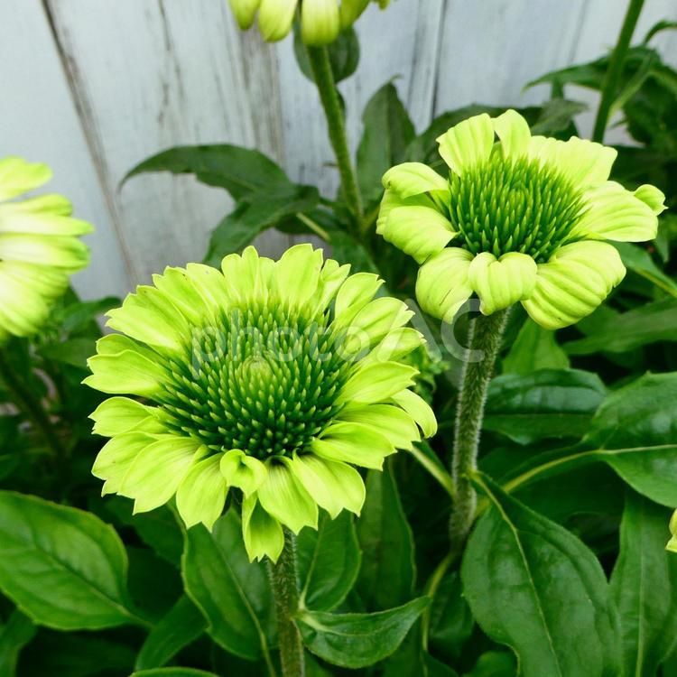 Cone Flower 'Echinacea Prairie Blaze Green' 1 gal