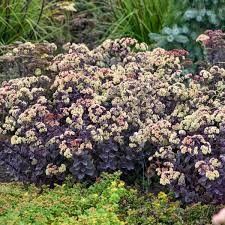 Stonecrop - Sedum 'Night Light' 1 gal