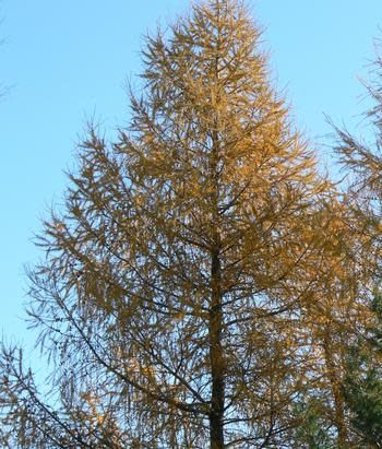 Larix laricina (Tamarack) - Larch 4' B&amp;B