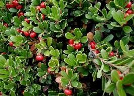 Arctostaphylos uva-ursi 'Massachusetts' Bearberry 1 gal