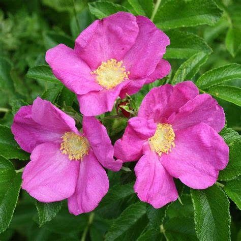 Rosa rugosa 2 gal (Pink)