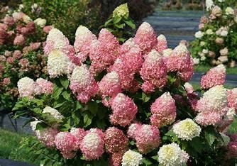 Hydrangea &#39;Quick Fire Fab&#39; 5 gal PW