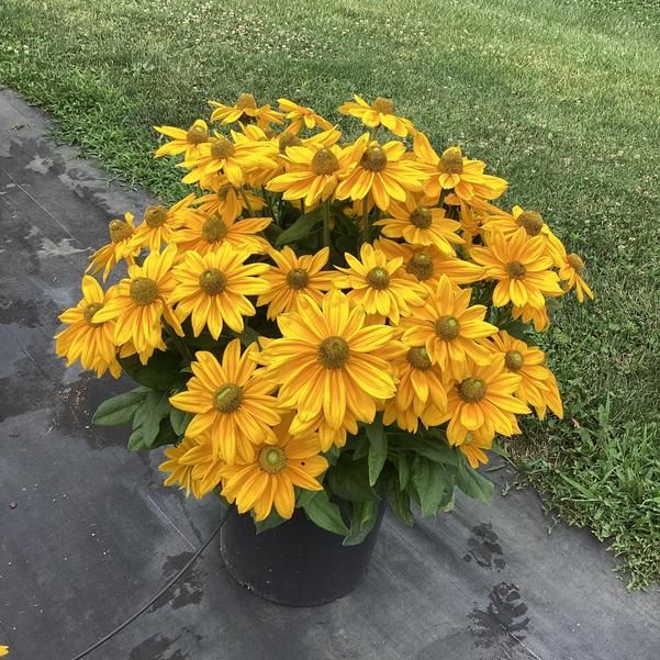 Rudbeckia - Black-Eyed Susan &#39;Sunbeckia&#39; 10&quot;