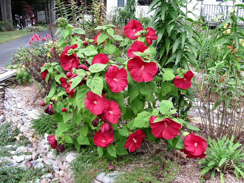 Hibiscus Rose Mallow &#39;Luna Red&#39; 4&quot;