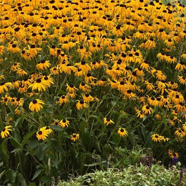 Black-Eyed Susan - Rudbeckia Goldblitz 2 gal GS