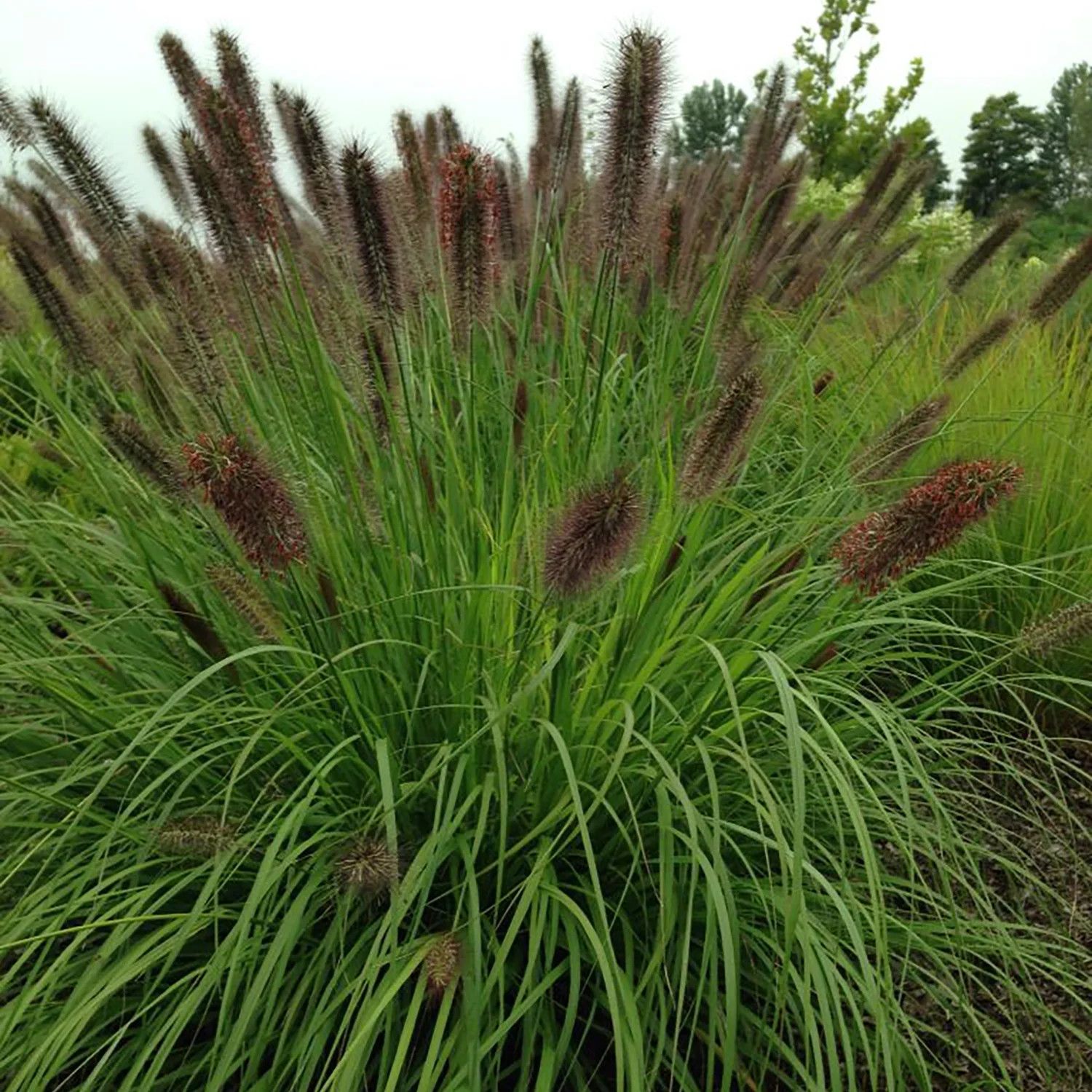 Pennisetum &#39;Ginger Love&#39; Fountain Grass 2 gal