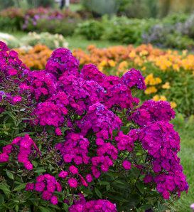 Garden Phlox &#39;Prismatic Pink&#39; 8&quot; PW