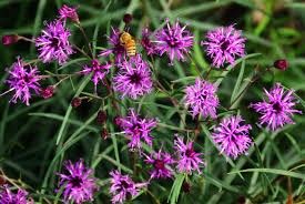 Vernonia &#39;Summer&#39;s Swan Song&#39; Ironweed 2 gal