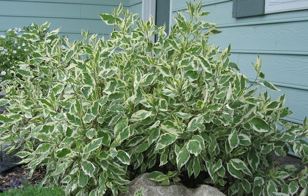 Cornus &#39;Ivory Halo&#39; Dogwood 3 gal