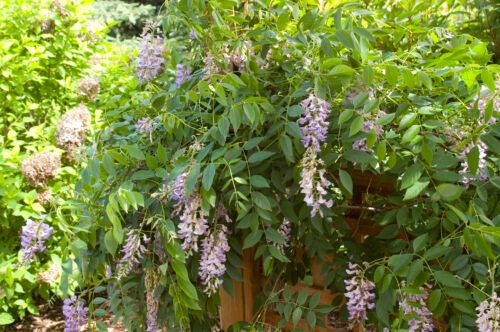 Wisteria 'Summer Cascade' 3 gal FE