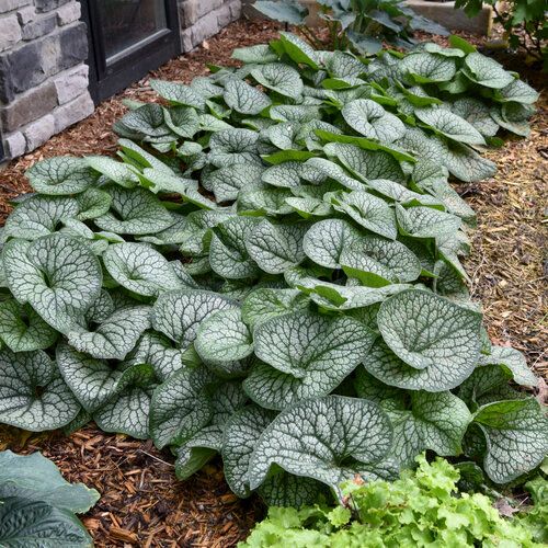Brunnera &#39;Jack of Diamonds&#39; 1 gal PW