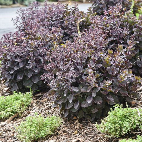 Stonecrop - Sedum &#39;Back In Black 2 gal PW