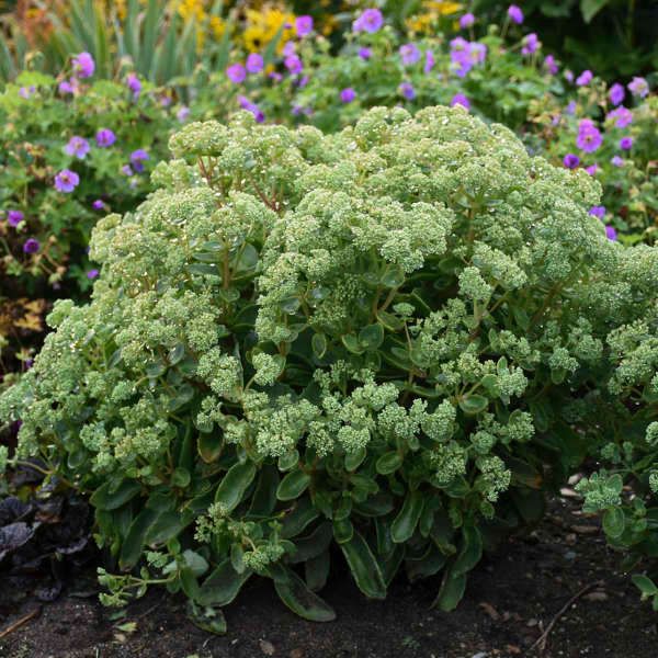 Stonecrop - Sedum &#39;Lemonjade&#39; 2 gal PW