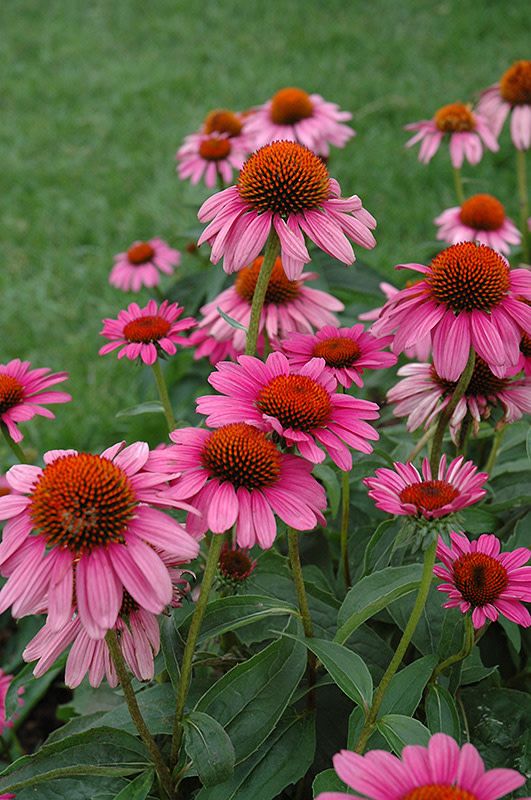 Cone Flower &#39;Echinacea Ruby Star&#39; 2 gal