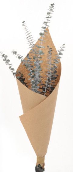Preserved Eucalyptus Mix
