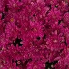 Fall Mum 10&quot; Valerie Fuchsia