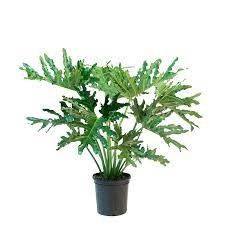 Tropical House Plant Philodendron &#39;Hope&#39; 10&quot; pot