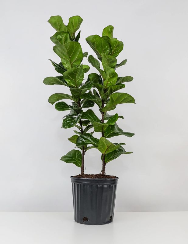 Ficus &#39;Lyrata&#39; 12&quot; pot (2 plants)
